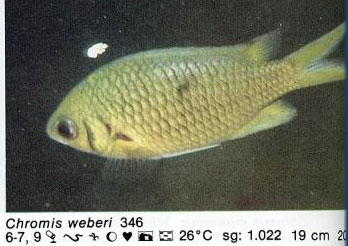 Chromis weberi